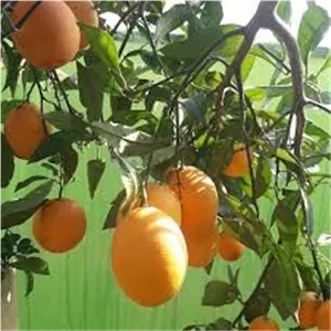 پرتقال بیروتی (موزی)
