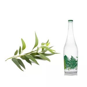 عرق بید