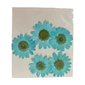 گل خشک بابونه 5 عددی فیروزه ای