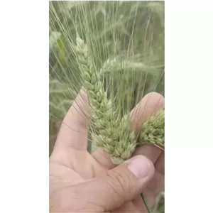 گندم اسرائیلی 
