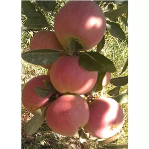سیب دالاهو