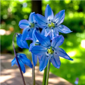 پیاز گل Scilla Siberica Blue