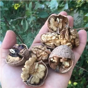 گردوی پر چرب اقتصادی خشکبار ال سون مراغه 1000 گرم 