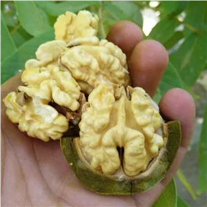 گردوی تر و تازه 