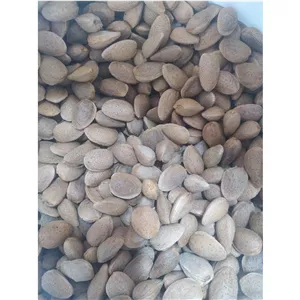 بادام درختی درجه یک شیرین مغز پر دماوند