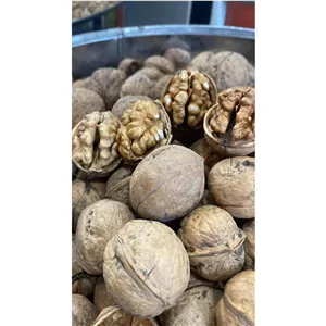 گردو کاغذی