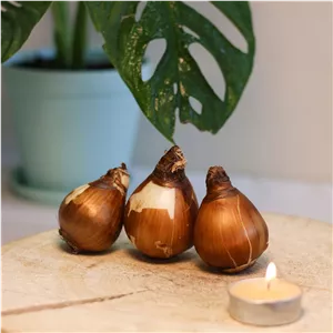 پیاز گل نرگس