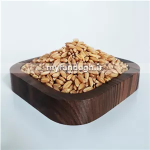 گندم جهت تهیه جوانه گندم