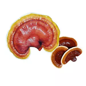 قارچ گانودرما