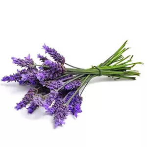 گیاه اسطوخودوس