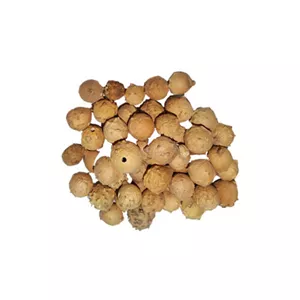 گیاه مازو
