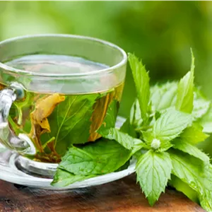 گیاه بادرنجبویه