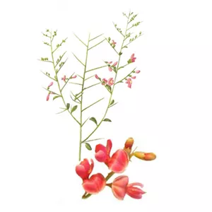 گیاه خارشتر