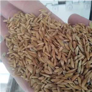 برنج کامفیروزی درجه یک به شرط پخت