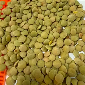 عدس سبز ریز و درشت