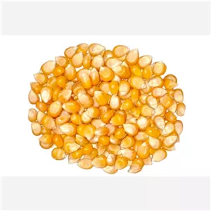 ذرت پاپکرن مکزیکی یک کیلویی ( با کیفیت بالا و بدون گیر کردن در گلو و طعم عجیب)