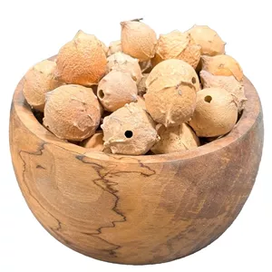 گیاه مازو