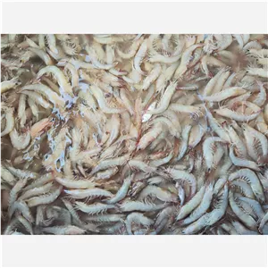 میگو سرتیز متوسط تازه با کیفیت عالی (خرید قسطی)