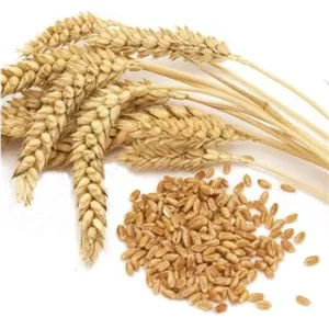 گندم درجه یک منطقه شاهیوند از لرستان