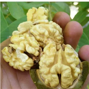 گردو پوست کاغذی و مغز گردو نهاوند