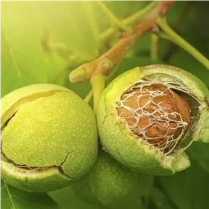 گردوی سبز گردوی با پوست سبز گردو پوستی درجه یک با سایز متوسط (حداقل2کیلو)