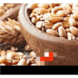 گندم برشته ترد و خوشمزه مغزین پرو 100گرمی