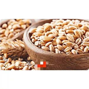 گندم برشته ترد و خوشمزه مغزین پرو 250گرمی