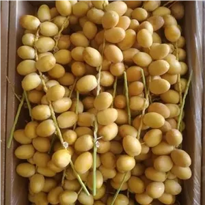خرما خارک برحی کیلویی 258ت و تازه، شیرین