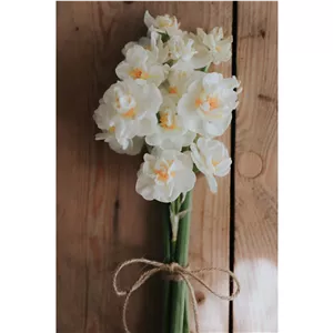پیاز نرگس هلندی چرچیل