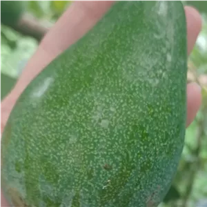 آوکادو کلیفتون