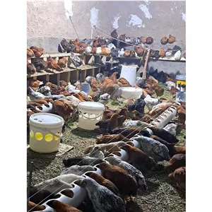 تخم مرغ محلی