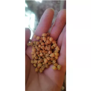 نخود لپه ای