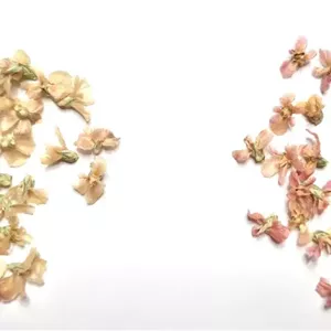پک گندمی