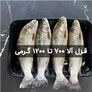 ماهی قزل آلا 700 تا 1200 گرمی کیلویی