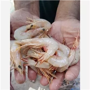 میگو موزی سایز50.60رستورانی سه کیلو