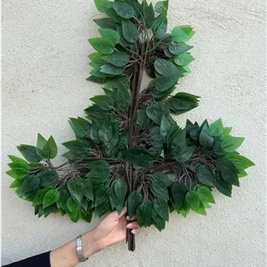 برگ بنجامین لمسی