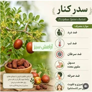 پودر سدر کنار Ziziphus Spini-christi مصرف ضد درد ضد تب ضد سرطان مسهل مقوی معده ضد صرفه تمیزی و تقویت موی سر (شستشو)...