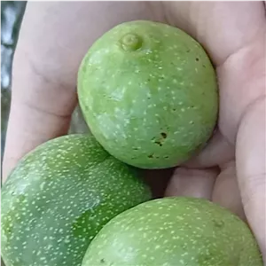 گردو سبز تویسرکان 