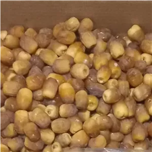  خرما رطب مرداسنگ تازه برداشت 405