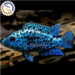 ماهی سیچلاید بلو جک دمسی بلو الکتریک5-6سانت