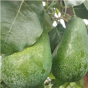 آووکادو تازه شمال