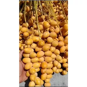 خرما خارک برحی، تازه از نخلستان چیده،3کیلو فقط 779ت