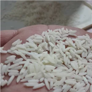 برنج ممتاز جمشیدجو آستانه اشرفیه