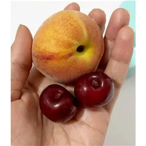 گیلاس طبیعی2س
