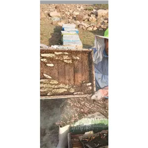 عسل طبیعی ارگانیک گون گز انگبین حلب 26 کیلویی