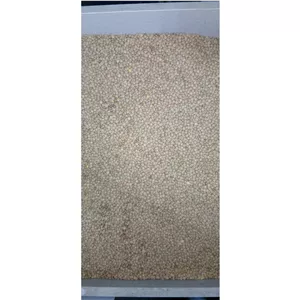 عدس درجه 1 کانادایی