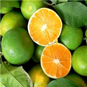 نارنگی ژاپنی شمال