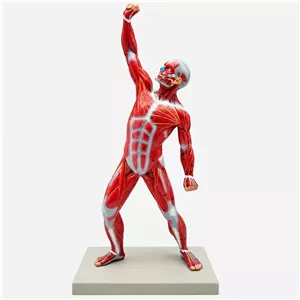 بازی آموزشی مدل مولاژ عضلات انسان کد 3D