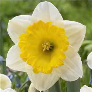 پیاز گل نرگس رقم narcissus Ice Follies