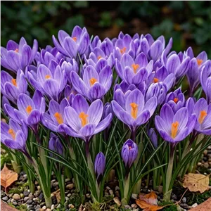 پیاز زعفران زینتی رقم Crocus speciosus